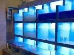打造專業水族新生態 從定制魚缸到一站式水族解決方案